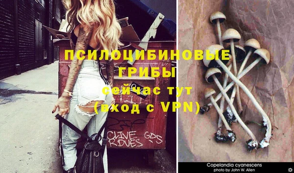 трава Магас